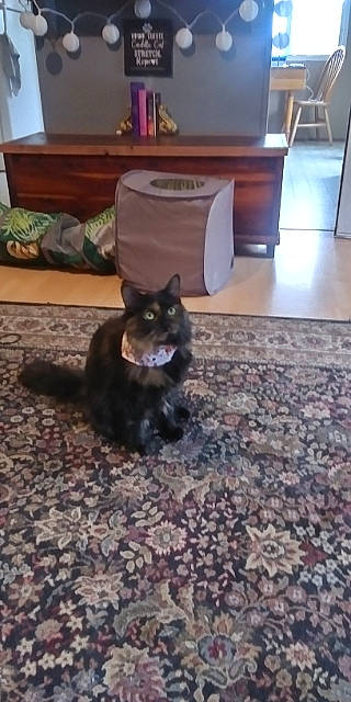 Nala joined the competition — help win amazing prizes! black_cat, cabinetry, carnivore, cat, cupboard, dog_breed, domestic_short_haired_cat, drawer, felidae, floor, flooring, fur, grey, hardwood, plant, room, small_to_medium_sized_cats, tail, whiskers, wood