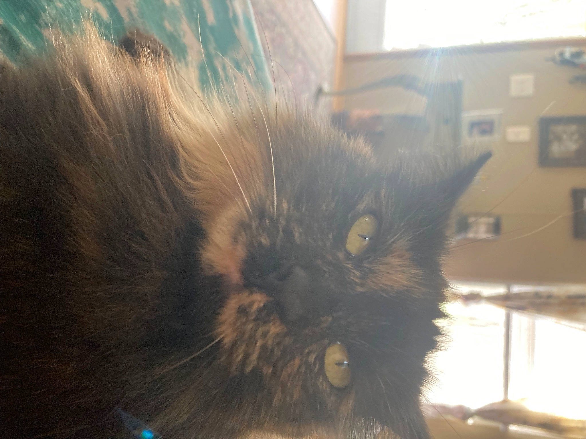 Nala is registered to the contest to win money with this photo: black_cat, canidae, carnivore, cat, claw, domestic_short_haired_cat, fawn, felidae, fur, glass, paw, reflection, small_to_medium_sized_cats, snout, tail, terrestrial_animal, tints_and_shades, whiskers, window, wood