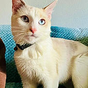 Pastel is registered to the contest to win money with this photo: alert, animal, blanket, blue_eyes, cat, closeup, collar, cream_fur, cute, domestic_cat, ear, feline, fur, heterochromia, indoor, pet, portrait, sitting, texture, whiskers