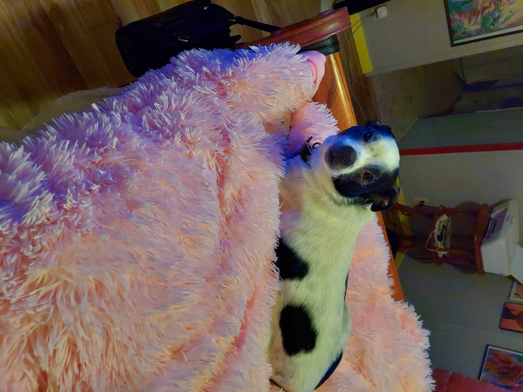 Sweetie Pie is registered to the contest to win money with this photo: art, craft, electric_blue, fashion_design, fur, hat, magenta, natural_material, purple, stuffed_toy, sunglasses, terrestrial_animal, thread, wool, woolen