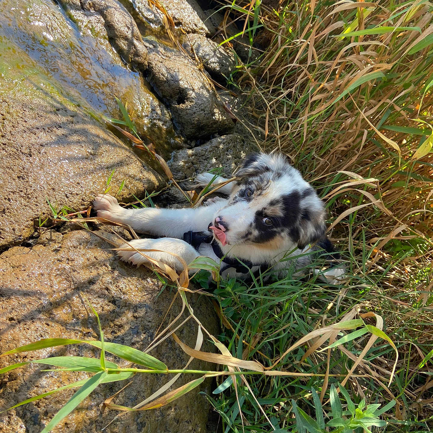 Yuki participe au concours pour gagner de l'argent avec cette photo : animal, canine, dog, face, grass, head, herbal, herbs, husky, nature, outdoors, person, pet, plant, puppy, rock, soil, vegetation, water, wilderness