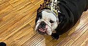 Oreo is registered to the contest to win money with this photo: bulldog, dog, pet, floor, wooden_floor, indoor, hat, crown, happy_new_year, black_and_white, looking_up, animal, mammal, paw, tongue, expression, footwear, slippers, celebration, party