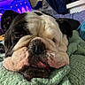 Oreo joined the competition — help win amazing prizes! bulldog, dog, pet, sleeping, close_up, face, wrinkles, blanket, indoor, cozy, resting, tongue_out, nose, soft_lighting, furniture, television, living_room, black_and_white, relaxed, animal