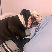 Oreo joined the competition — help win amazing prizes! dog, bulldog, sleeping, pillow, bed, indoor, pet, resting, cozy, black_and_white, face, tongue_out, blanket, animal, cute, snuggled, fur, muzzle, relaxed, comfort