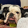 Oreo is registered to the contest to win money with this photo: bulldog, dog, pet, tennis_ball, indoor, bedspread, striped, white, black, close_up, animal, canine, lying_down, cozy, blanket, nose, mouth, fur, ears, face