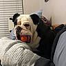 bulldog, dog, pet, ball, indoor, couch, blanket, pillow, cozy, playing, animal, fur, face, ears, snout, home, relaxed, comfort, toy, resting