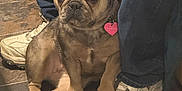 Waffles is registered to the contest to win money with this photo: animal, brown_dog, casual, companion, cute, dog, domestic_animal, floor, flooring, french_bulldog, indoor, jeans, paw, pet, resting, short_hair, small_dog, sneakers, tile_floor, white_shoes