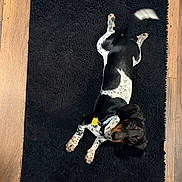 Oreo joined the competition — help win amazing prizes! dog, black_rug, wooden_floor, toy, pet, lying_down, looking_up, speckled_paws, black_and_white, curious_eyes, wagging_tail, indoor, collar, playful, animal, fur, cute, pet_toy, flooring, resting
