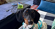Oreo joined the competition — help win amazing prizes! dog, dachshund, pet, indoor, harness, black_and_white, spotted, chew_bone, blanket, cushion, furniture, porch, window, door, leash, collar, tag, animal, domestic, cute