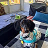 dog, dachshund, pet, indoor, harness, black_and_white, spotted, chew_bone, blanket, cushion, furniture, porch, window, door, leash, collar, tag, animal, domestic, cute