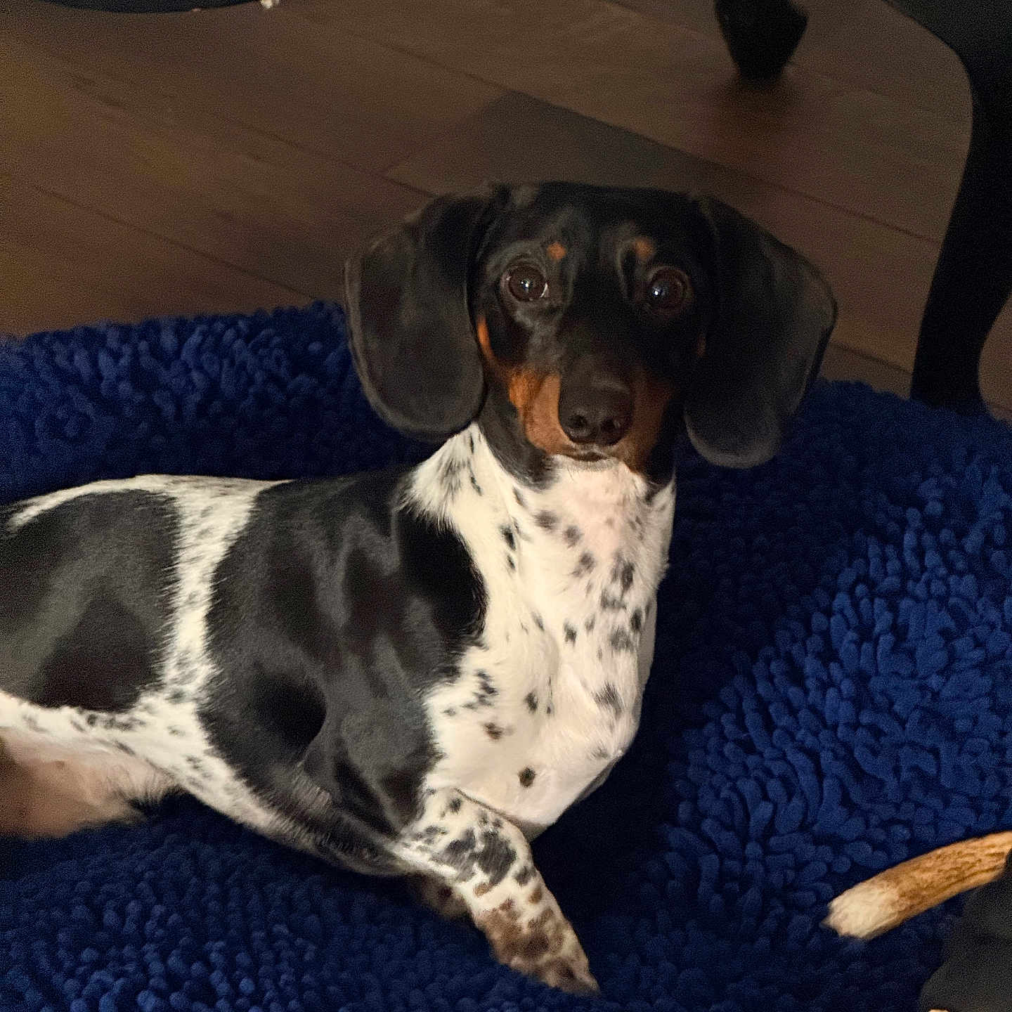 Oreo joined the competition — help win amazing prizes! dog, dachshund, pet, animal, indoor, blue_rug, wooden_floor, black_and_white, spotted, lying_down, alert, eyes, ears, furniture_leg, dog_bone, cozy, domestic, flooring, mammal, companion