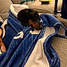 Oreo joined the competition — help win amazing prizes! dog, dachshund, blanket, couch, indoor, cozy, pet, resting, fur, snug, blue, white, beige, relaxation, animal, canine, home, comfort, wrapped, nap