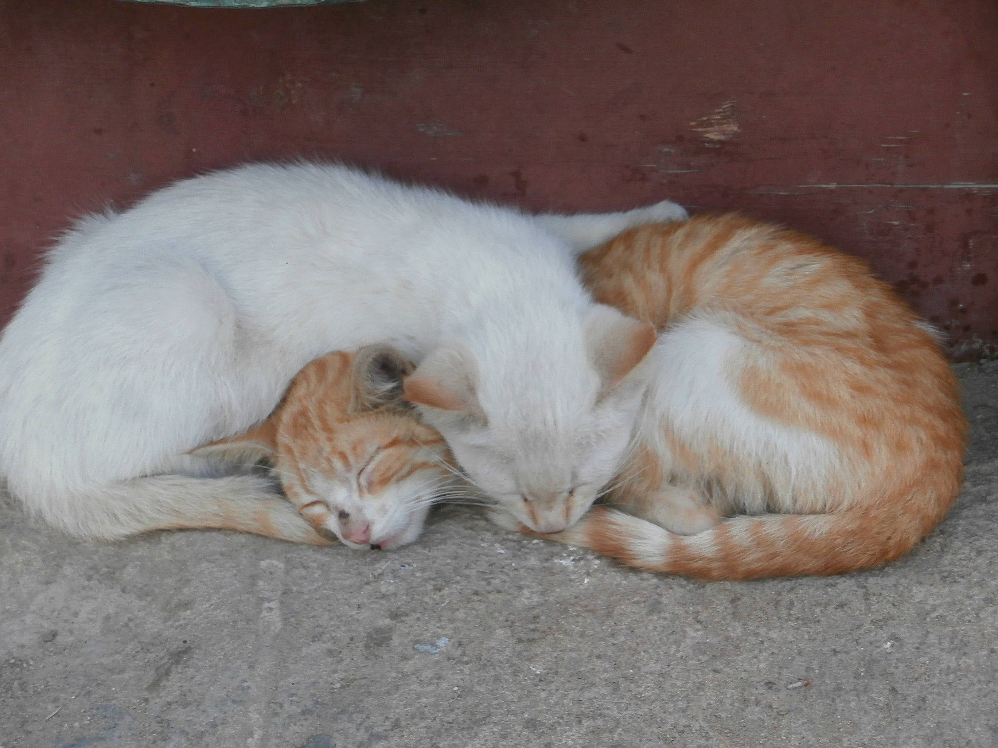 Moumoune participe au concours pour gagner de l'argent avec cette photo : carnivore, cat, comfort, fawn, felidae, fur, mammal, nap, paw, sleep, small_to_medium_sized_cats, snout, tail, terrestrial_animal, vertebrate, whiskers