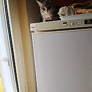 Tigri participe au concours pour gagner de l'argent avec cette photo : cat, refrigerator, window, indoor, curious, pet, appliance, sunlight, kitchen, domestic, feline, gray_cat, looking, household, resting, top, daylight, open_window, cozy, still_life