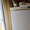 cat, refrigerator, window, indoor, curious, pet, appliance, sunlight, kitchen, domestic, feline, gray_cat, looking, household, resting, top, daylight, open_window, cozy, still_life