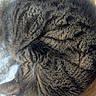 cat, tabby, sleeping, basket, woven_basket, fluffy_blanket, cozy, pet, fur, striped, indoor, resting, animal, cute, compact, curled_up, soft_texture, relaxation, home, feline