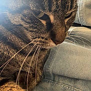 Precious joined the competition — help win amazing prizes! cat, tabby_cat, whiskers, fur, close_up, pet, animal, denim, jeans, lap, indoor, relaxing, cozy, soft_light, person, clothing, casual, feline, mammal, resting