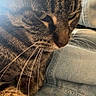 cat, tabby_cat, whiskers, fur, close_up, pet, animal, denim, jeans, lap, indoor, relaxing, cozy, soft_light, person, clothing, casual, feline, mammal, resting