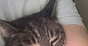 Precious joined the competition — help win amazing prizes! arm, cartoon_sticker, cat, closeup, cozy, cute, domestic_animal, ears, face_decoration, feline, fur, indoor, person, pet, relaxation, resting, sleeping, snuggled, tabby, whiskers