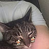 Precious joined the competition — help win amazing prizes! cat, tabby, sleeping, cozy, arm, person, indoor, closeup, cute, pet, feline, resting, snuggled, domestic_animal, whiskers, ears, fur, cartoon_sticker, face_decoration, relaxation