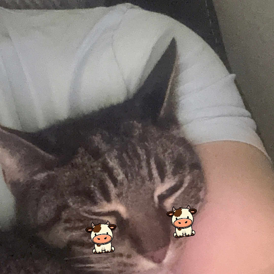 Precious joined the competition — help win amazing prizes! cat, tabby, sleeping, cozy, arm, person, indoor, closeup, cute, pet, feline, resting, snuggled, domestic_animal, whiskers, ears, fur, cartoon_sticker, face_decoration, relaxation