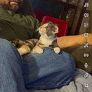Coco is registered to the contest to win money with this photo: beard, blanket, calico_cat, casual, cat, couch, cozy, glasses, home, indoor, jeans, lap, man, pet, phone_screen, red_chair, reflection, relaxing, sitting, window