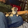 beard, blanket, calico_cat, casual, cat, couch, cozy, glasses, home, indoor, jeans, lap, man, pet, phone_screen, red_chair, reflection, relaxing, sitting, window