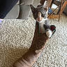 Coco is registered to the contest to win money with this photo: animal, brown_boot, carpet, cat, cowboy_boot, cozy, curious, footwear, furniture, gray_cat, hand, home, human_leg, indoor, kitten, pet, playful, seated, white_paw, wooden_furniture