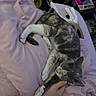 Coco joined the competition — help win amazing prizes! animal, bed, blanket, cat, cats, comfort, companion, cozy, cute, domestic, friendship, fur, hand, indoor, pet, pink, relaxing, resting, sleeping, soft