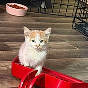Pumpkin joined the competition — help win amazing prizes! animal, cat, cat_food, curious, cute, domestic, dustpan, feline, floor, food_bowl, house, indoor, kitten, metal_cage, orange_and_white, pet, playful, small, wooden_floor, young