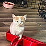 animal, cat, cat_food, curious, cute, domestic, dustpan, feline, floor, food_bowl, house, indoor, kitten, metal_cage, orange_and_white, pet, playful, small, wooden_floor, young