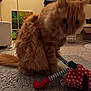 cat, ginger_cat, furry, pet, indoor, carpet, toy, red_shoes, striped_legs, furniture, cozy, blurred_face, domestic_animal, orange_fur, sitting, room, home, playful, animal, feline