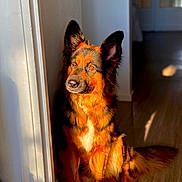 Schaussette a rejoint le concours — aidez-le/la à gagner de superbes lots ! dog, indoor, sunlight, shadow, wall, floor, pet, canine, fur, sitting, portrait, window_light, orange, black, calm, animal, domestic, home, quiet, natural_light