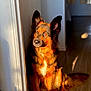 dog, indoor, sunlight, shadow, wall, floor, pet, canine, fur, sitting, portrait, window_light, orange, black, calm, animal, domestic, home, quiet, natural_light