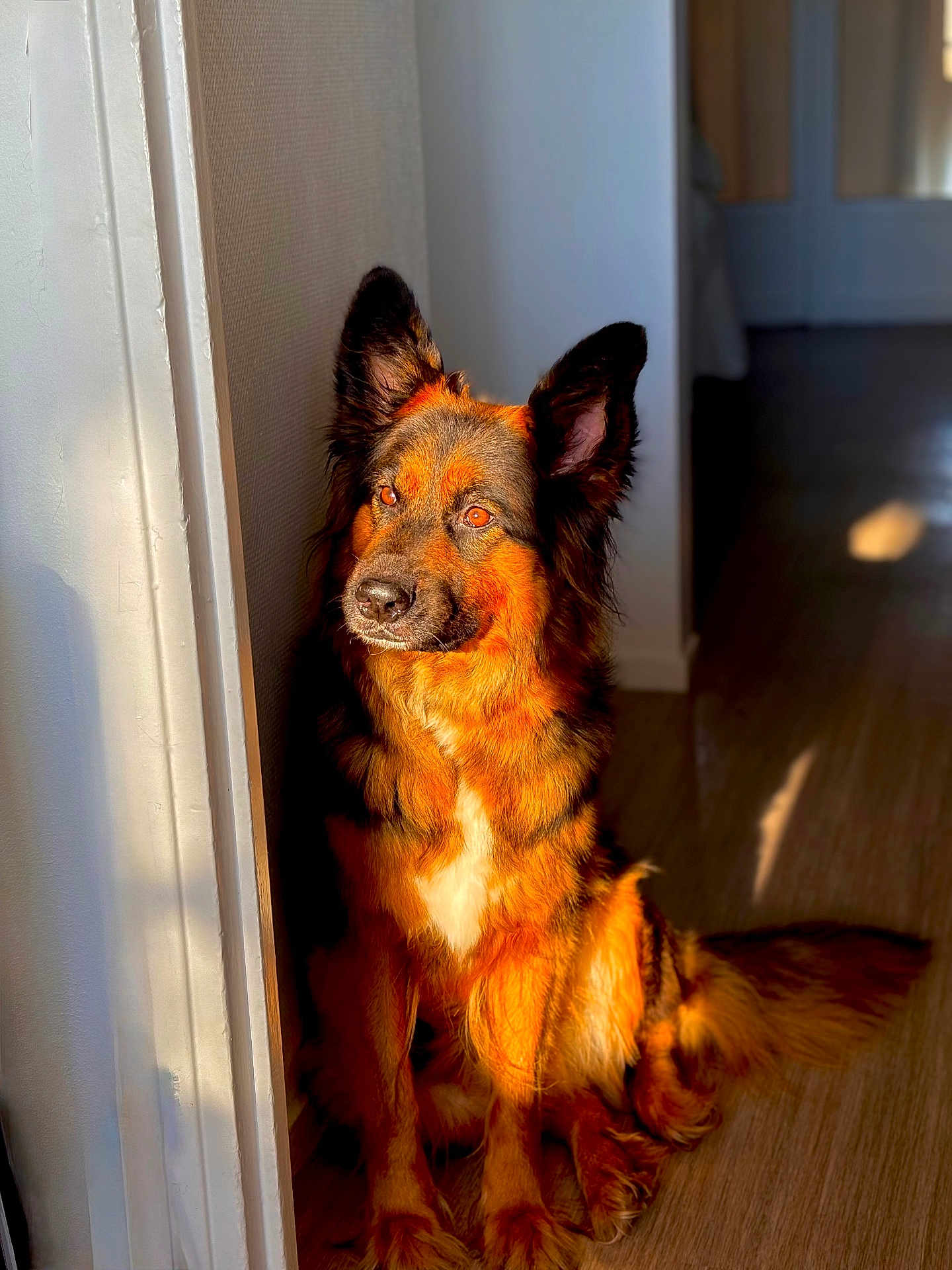 Schaussette a rejoint le concours — aidez-le/la à gagner de superbes lots ! dog, indoor, sunlight, shadow, wall, floor, pet, canine, fur, sitting, portrait, window_light, orange, black, calm, animal, domestic, home, quiet, natural_light