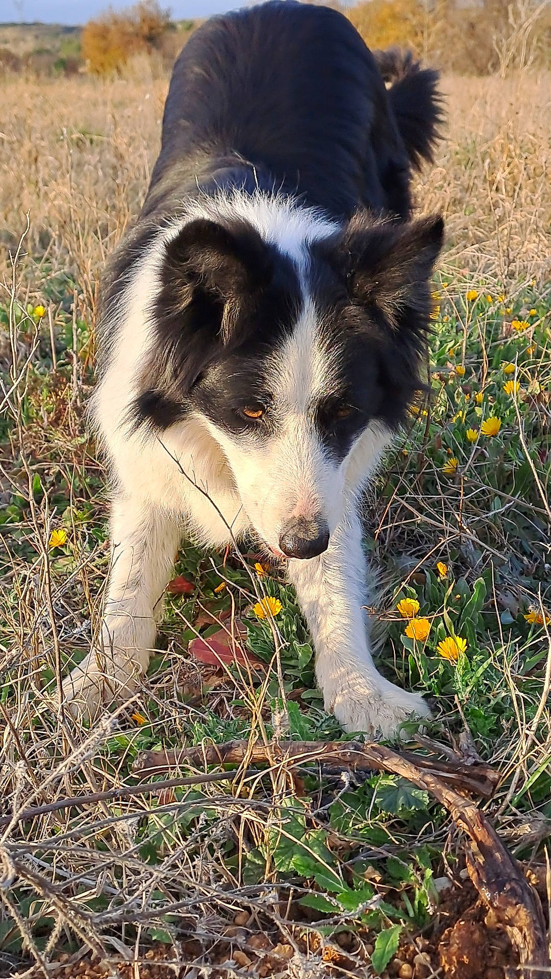 Laska participe au concours pour gagner de l'argent avec cette photo : canidae, carnivore, companion_dog, dog, dog_breed, grass, herding_dog, natural_landscape, plant, shadow, snout, soil, sporting_group, tail, terrestrial_animal, texas_heeler, walking, whiskers, working_animal, working_dog