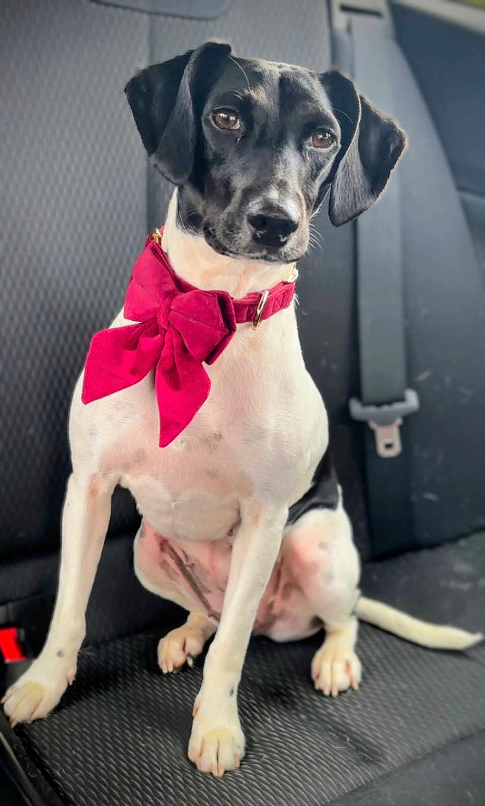 Pepette a rejoint le concours — aidez-le/la à gagner de superbes lots ! dog, black_and_white, bow, car_seat, pet, canine, portrait, sitting, collar, animal, indoor, seatbelt, cute, domestic_animal, mammal, looking, leisure, companion, adorable, furry