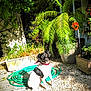 Pepette a rejoint le concours — aidez-le/la à gagner de superbes lots ! dog, black_and_white, collar, garden_hose, gravel, plants, potted_plant, greenery, sunlight, outdoor, pet, animal, nature, pinwheel, shadows, leaves, bush, daylight, sitting, quiet