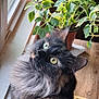 Layla is registered to the contest to win money with this photo: animal, cat, closeup, cozy, curious, domestic, fluffy, fur, green_eyes, houseplant, indoor, light, looking_up, nature_indoor, pet, plant, potted_plant, relaxed, window, wooden_surface