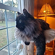 Layla is registered to the contest to win money with this photo: cat, fluffy, window, indoor, lamp, perch, feline, contemplation, cozy, animal, pet, looking_out, light, shadow, curtain, wood, home, relaxing, side_view, domestic