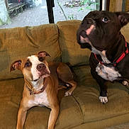 Bruce is registered to the contest to win money with this photo: alert, animal, black_dog, brown_dog, canine, collar, couch, curious, daylight, dog, domestic, furniture, home, indoor, living_room, looking_up, pets, seated, two_dogs, window