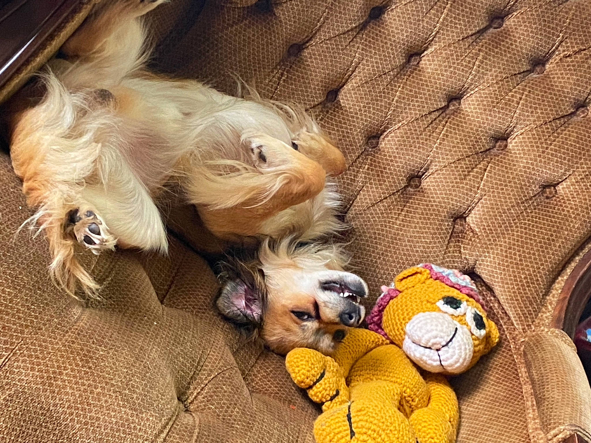 Harley joined the competition — help win amazing prizes! carnivore, comfort, companion_dog, couch, dog, dog_breed, dog_supply, fawn, felidae, liver, mammal, small_to_medium_sized_cats, sporting_group, tail, textile, toy, toy_dog, vertebrate, whiskers, wood