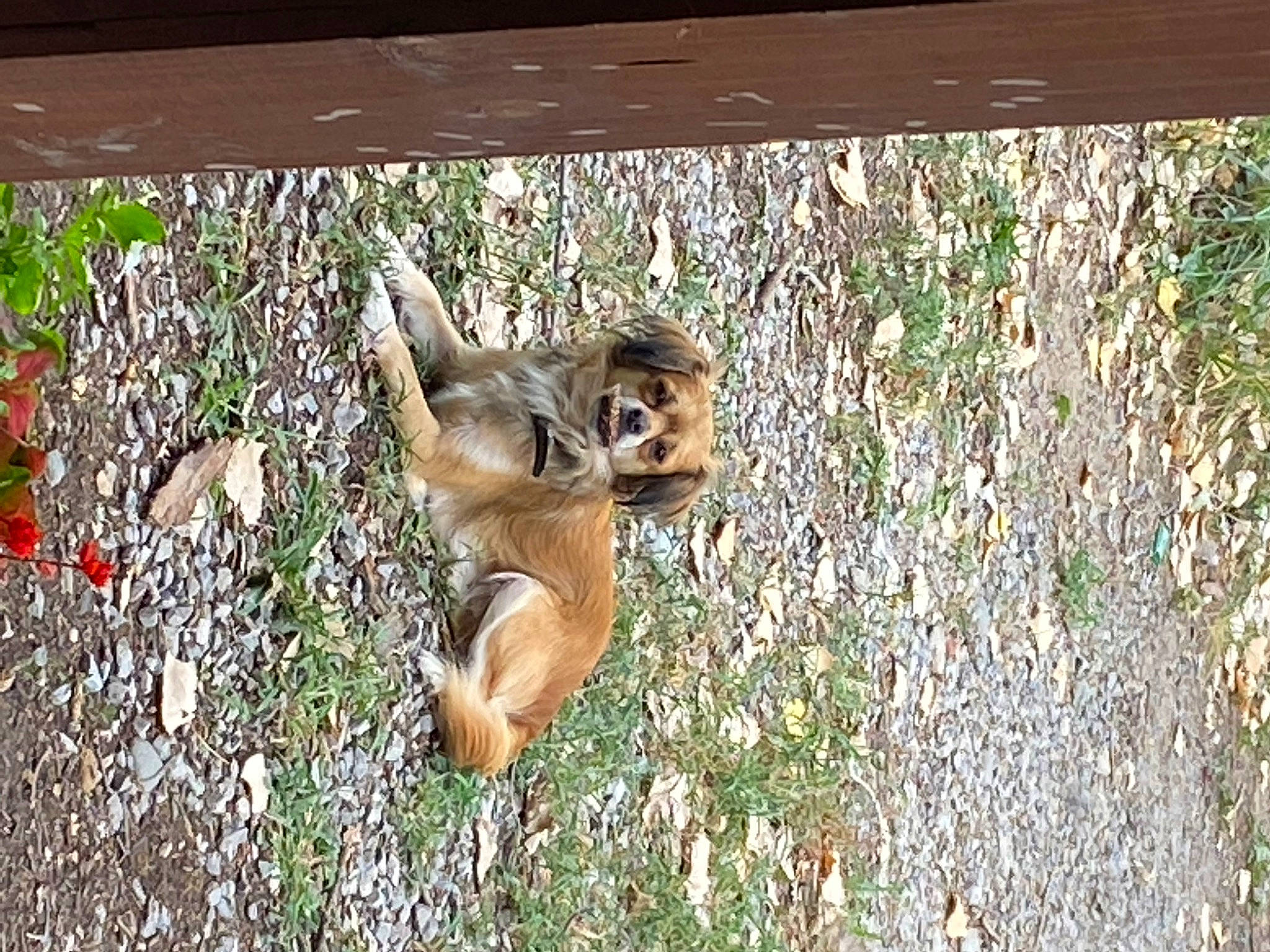 Harley joined the competition — help win amazing prizes! canidae, fawn, fur, grass, groundcover, jungle, natural_material, organ_mountains_chipmunk, organism, paw, plant, primate, snout, soil, squirrel, tail, terrestrial_animal, trunk, wildlife, wood