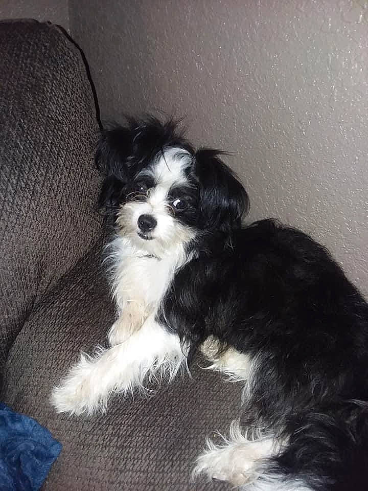 Frenchie joined the competition — help win amazing prizes! biewer_terrier, canidae, carnivore, companion_dog, dog, dog_breed, dog_supply, fur, mal_shi, maltepoo, non_sporting_group, shih_poo, small_terrier, snout, sporting_group, terrier, toy_dog, water_dog, working_animal, yorkipoo