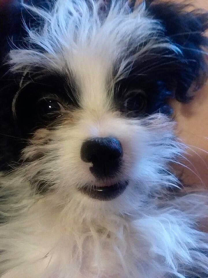 Frenchie joined the competition — help win amazing prizes! biewer_terrier, canidae, carnivore, close_up, companion_dog, dog, dog_breed, eye, fur, maltepoo, non_sporting_group, puppy, shih_poo, shih_tzu, small_terrier, snout, sporting_group, terrier, toy_dog, whiskers