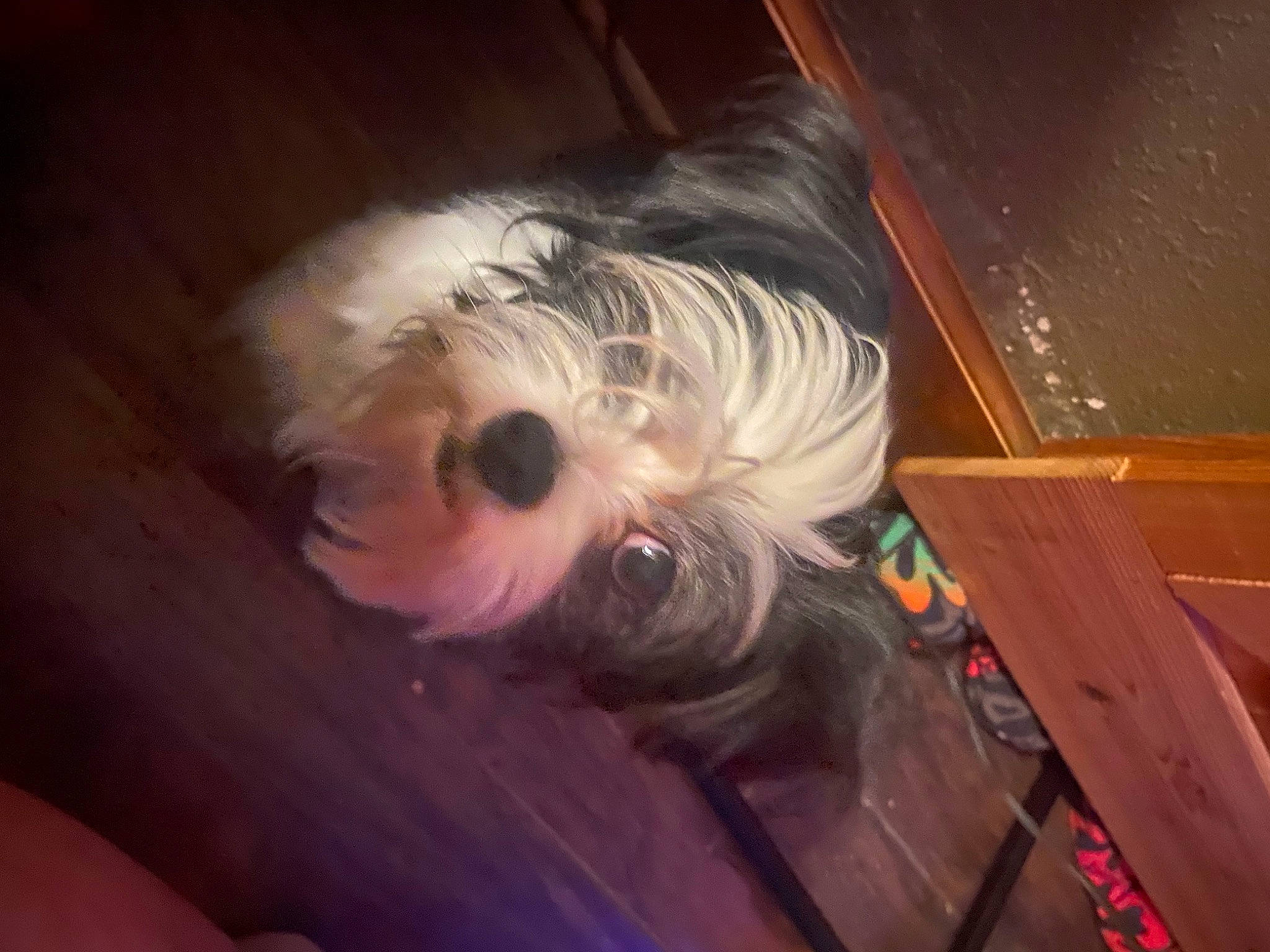 Frenchie is registered to the contest to win money with this photo: canidae, carnivore, cloud, companion_dog, darkness, dog_breed, eyelash, eyewear, flooring, fur, hair_coloring, hardwood, helmet, house, selfie, small_terrier, sporting_group, tail, toy_dog, wood