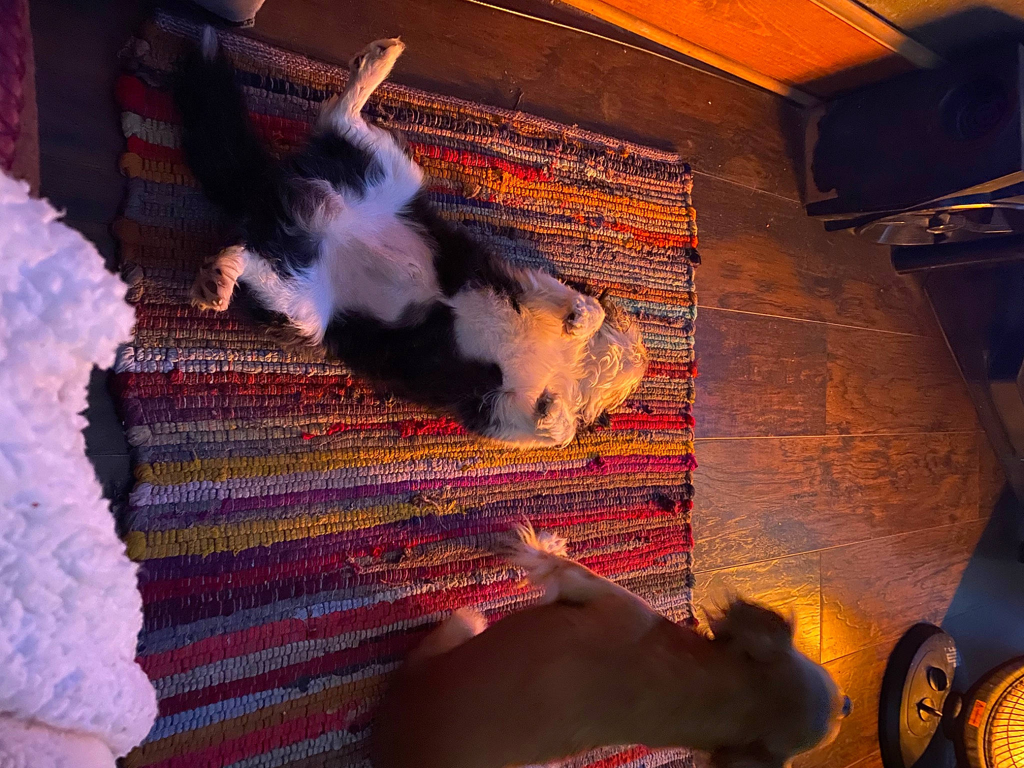 Frenchie is registered to the contest to win money with this photo: art, artist, darkness, felidae, flesh, flooring, fun, fur, heat, light, lighting, magenta, meat, room, shadow, small_to_medium_sized_cats, tail, tints_and_shades, visual_arts, world