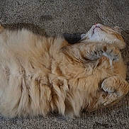 Goldie joined the competition — help win amazing prizes! cat, orange_cat, fluffy, furry, pet, animal, lying_down, sleeping, relaxed, playful, paws_up, belly, whiskers, tail, carpet, indoor, home, cute, portrait, black_borders