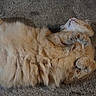 cat, orange_cat, fluffy, furry, pet, animal, lying_down, sleeping, relaxed, playful, paws_up, belly, whiskers, tail, carpet, indoor, home, cute, portrait, black_borders