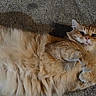 Goldie joined the competition — help win amazing prizes! cat, orange_cat, fluffy, long_hair, furry, pet, animal, lying_down, carpet, indoor, portrait, whiskers, ears, paws, tail, relaxed, cute, tabby, cream_fur, floor